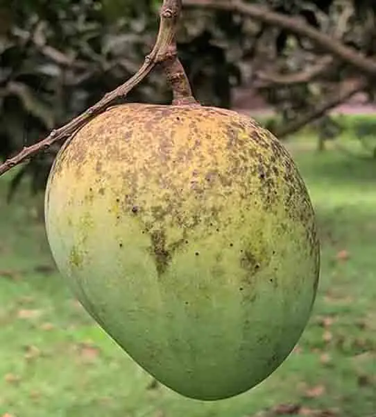 Himsagor Aam/ হিমসাগর আম